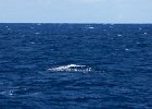 WhaleWatching 018